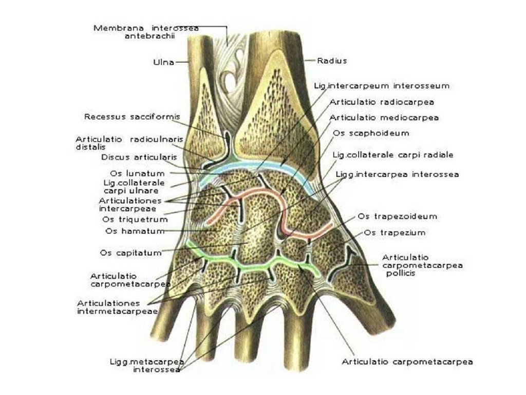 Связки кисти. Лучезапястный сустав анатомия строение. Кости лучезапястного сустава анатомия. Лучезапястный сустав анатомия образован. Лучезапястный сустав анатомия атлас.