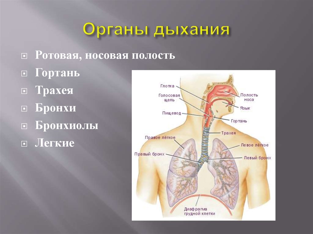 Вдох функции. «Органы дыхательной системы» органы строение функции. Строение системы органов дыхания человека. Дыхательная система функции системы. Афо дыхательной системы.