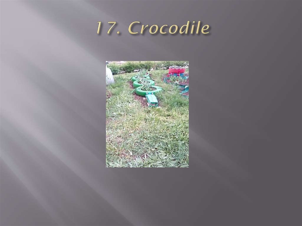 17. Crocodile