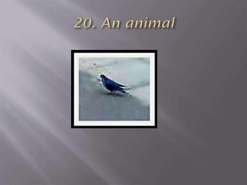 20. An animal