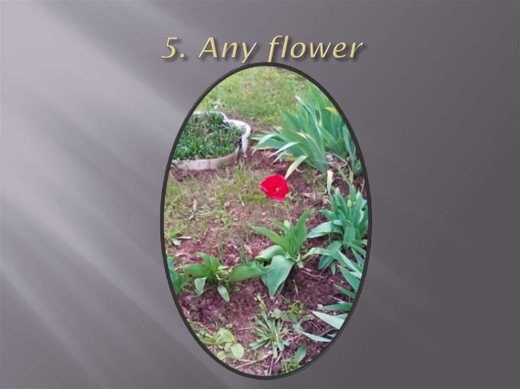 5. Any flower