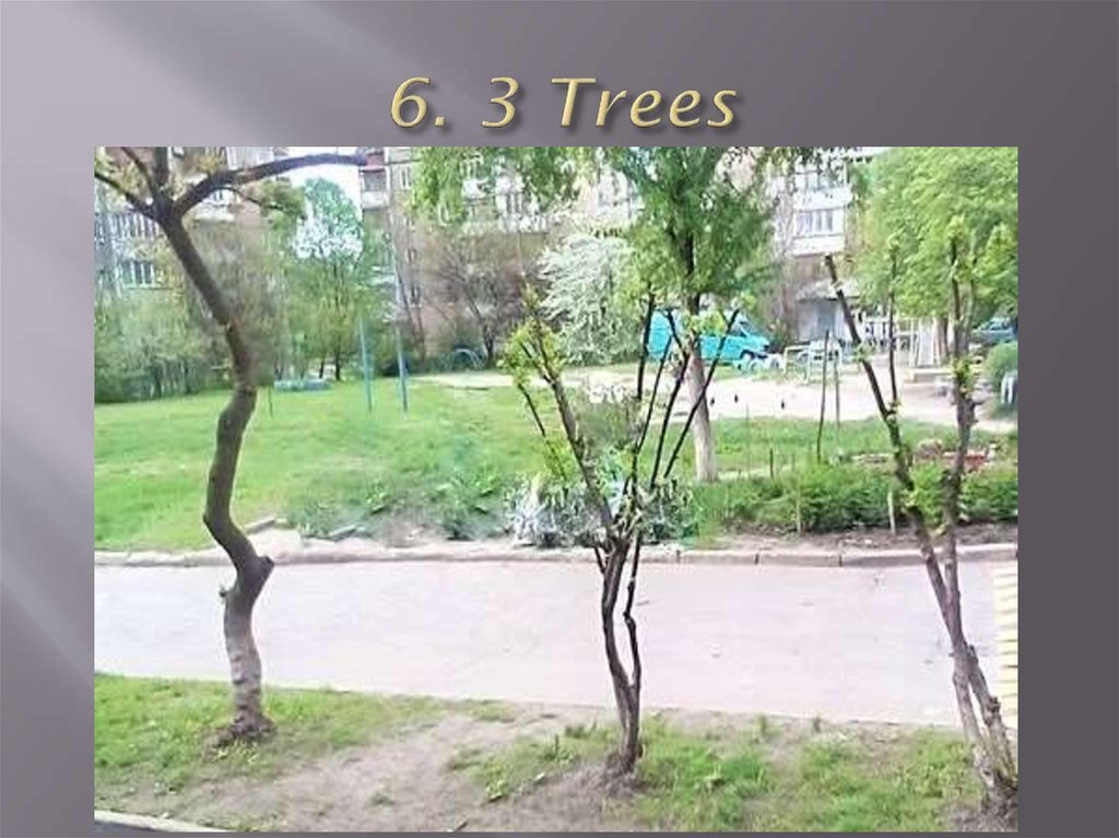 6. 3 Trees