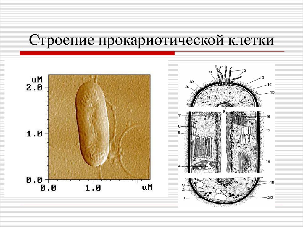 Схема прокариотической клетки