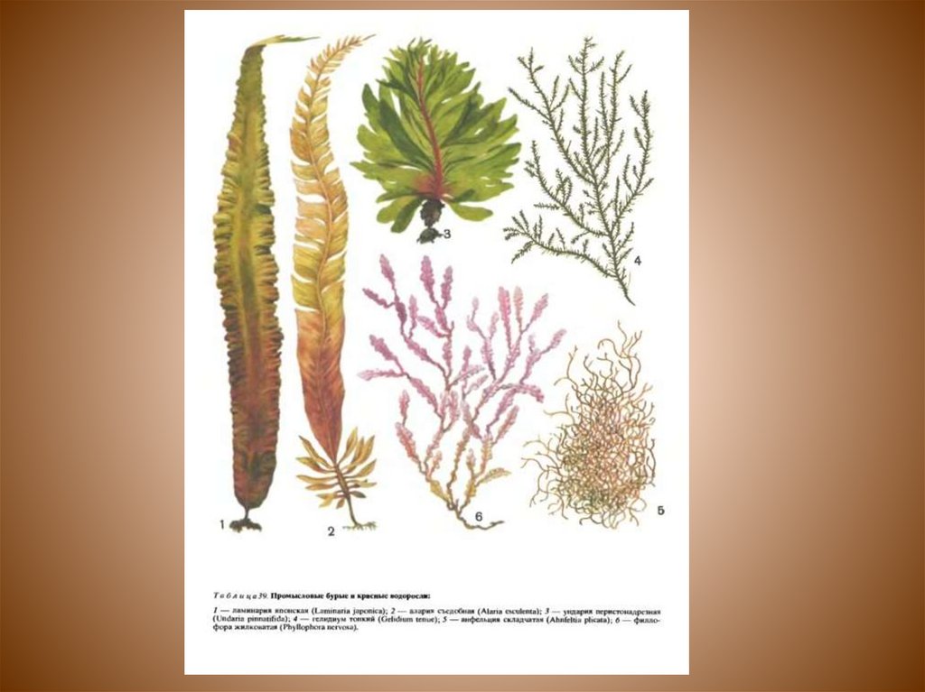 Схема красных и бурых водорослей. Жизненная форма бурых водорослей. Пигменты бурых водорослей названия. Как питаются бурые водоросли. Какой эре появились бурые водоросли.