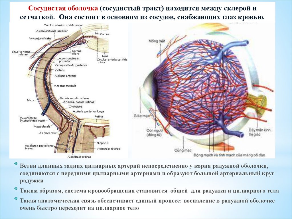 Собственно сосудистая оболочка на латыни. Большой и малый артериальный круг Радужки. Передние и задние цилиарные артерии. Кровоснабжение сосудистого тракта глаза. Кровоснабжение цилиарного тела и Радужки осуществляется.