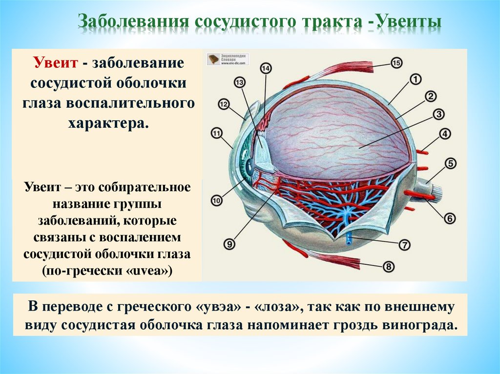 Сосудистая оболочка глаза это