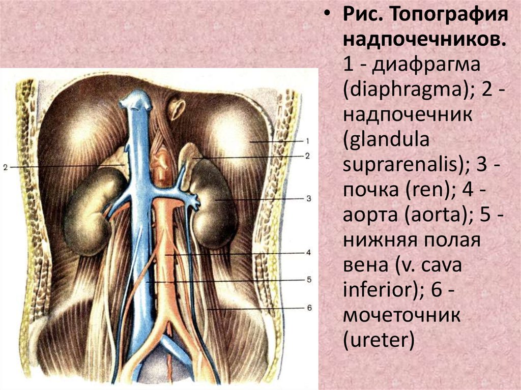 Синтопия мочеточника. Надпочечники анатомия топография. Скелетотопия надпочечников анатомия. Топография почки анатомия.