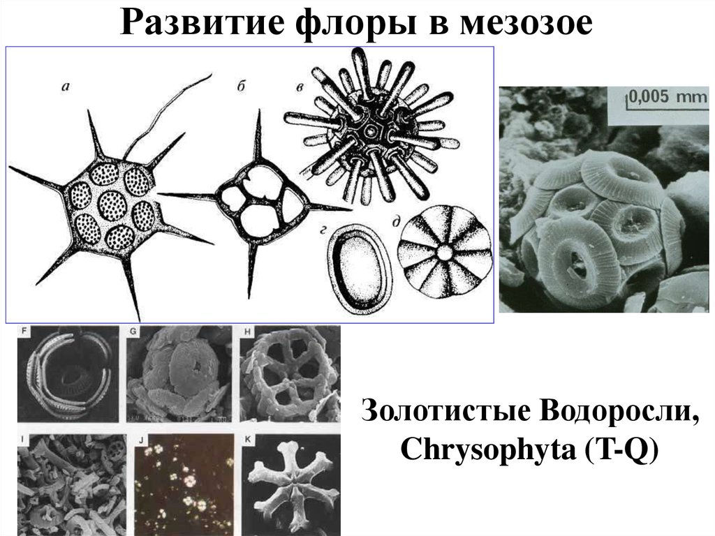 Развитие флоры в мезозое