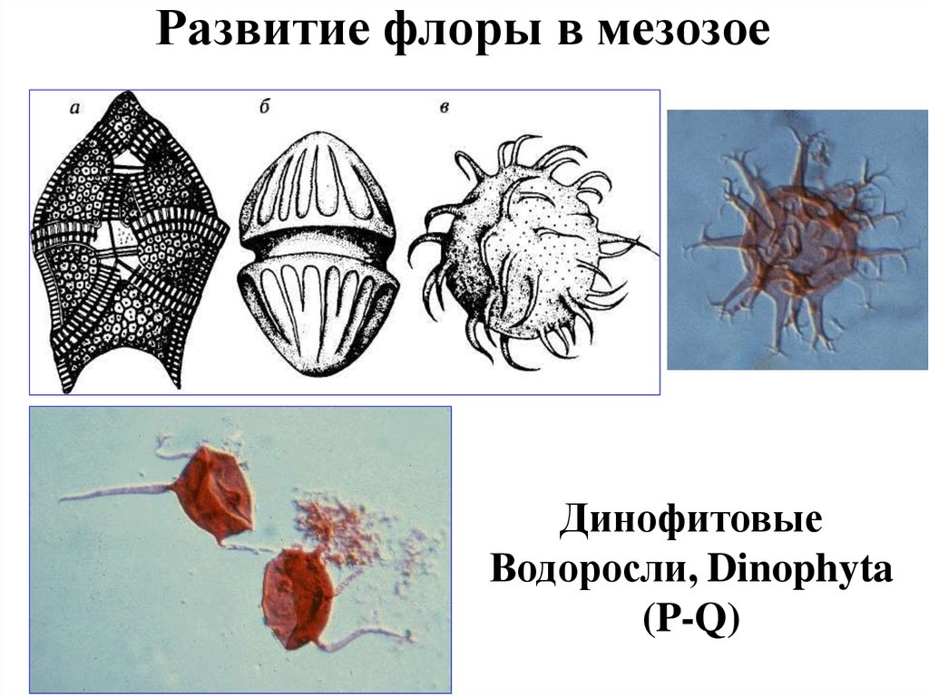 Развитие флоры