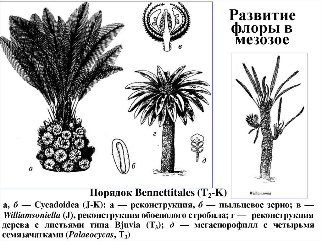 Развитие флоры. Стробилы беннеттитовых. Беннеттитовые характеристика. Беннеттиты Юрского периода. Беннеттиты растения.