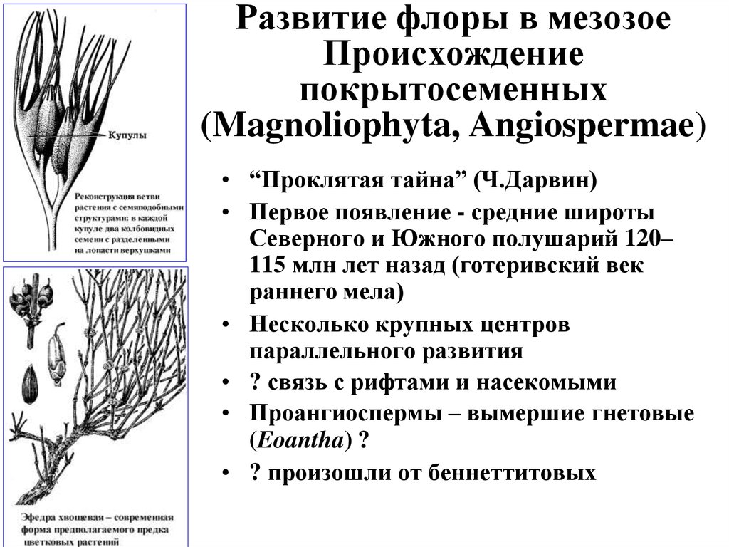 Развитие флоры