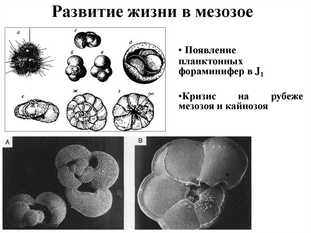 Развитие жизни в мезозое