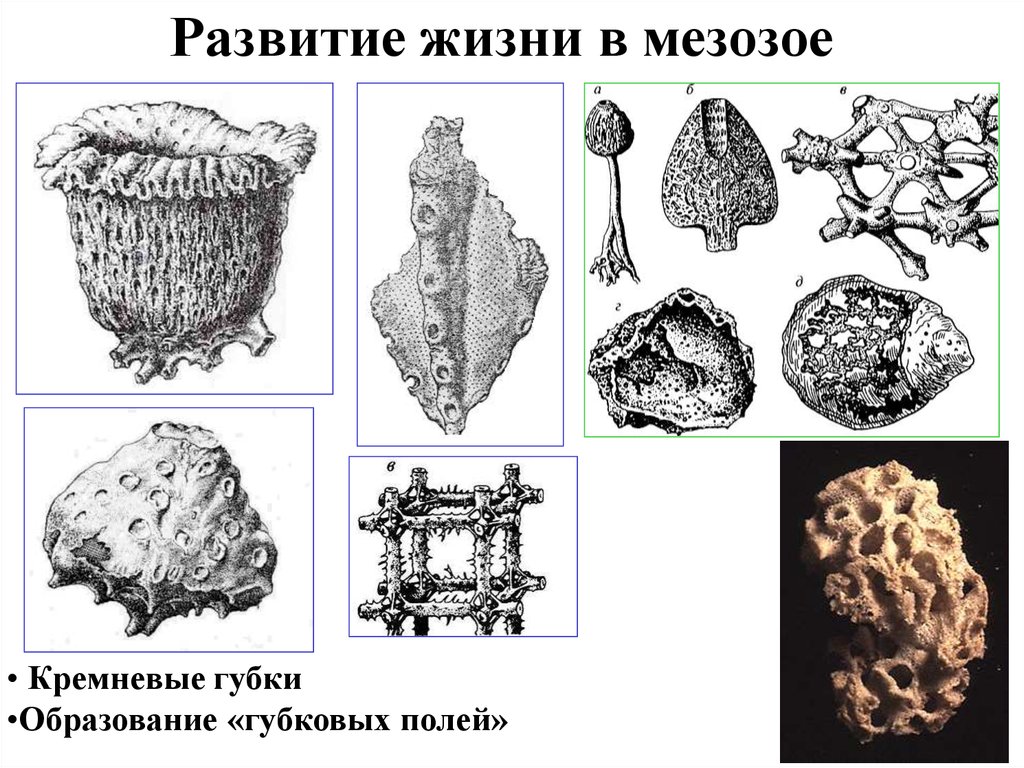 Развитие жизни в мезозое