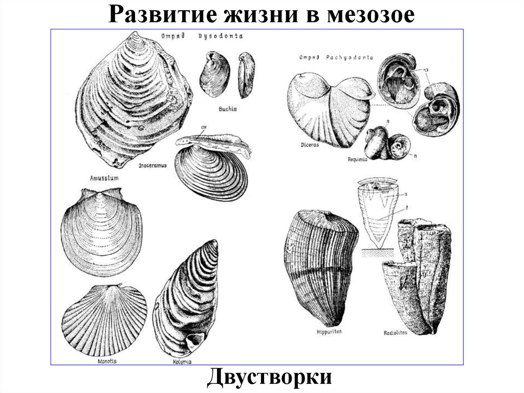 Развитие жизни в мезозое