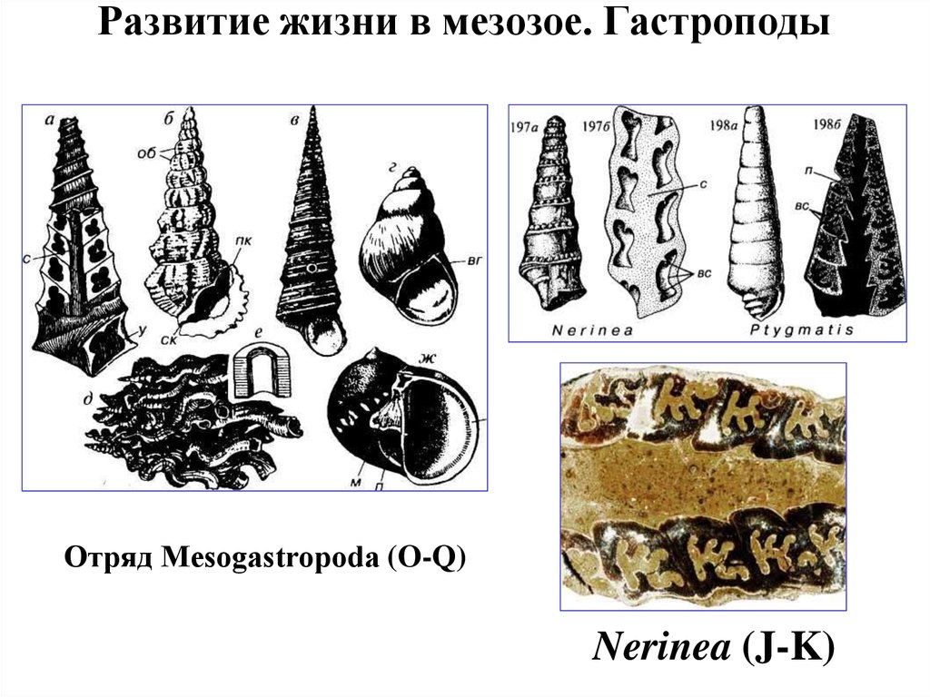Развитие жизни в мезозое. Гастроподы