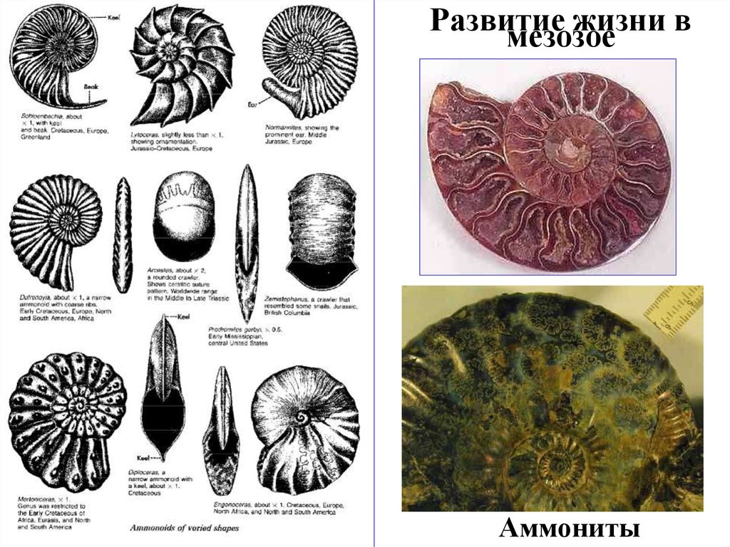 На рисунке изображен аммонит