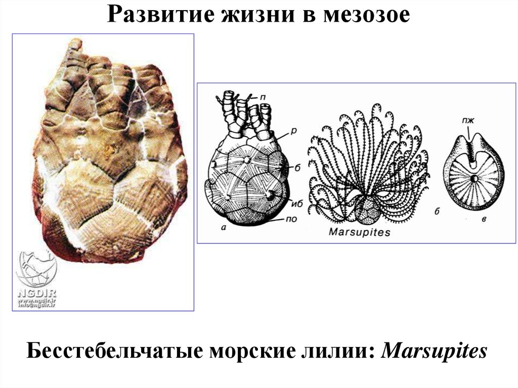 Развитие жизни в мезозое