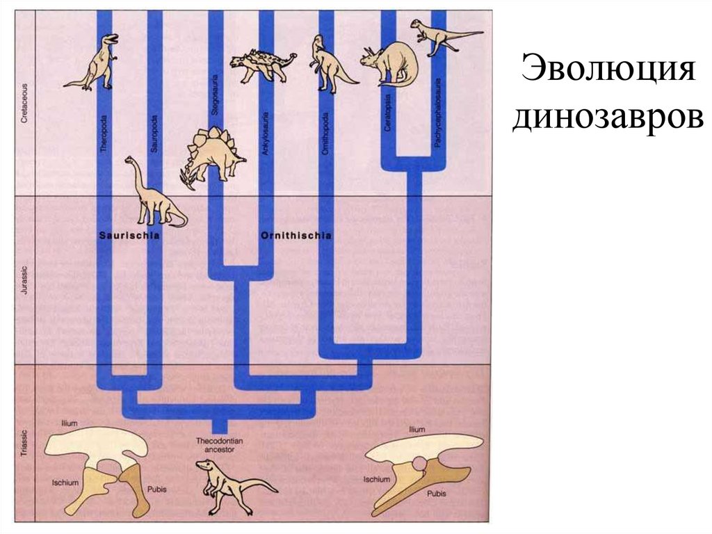Эволюция динозавров