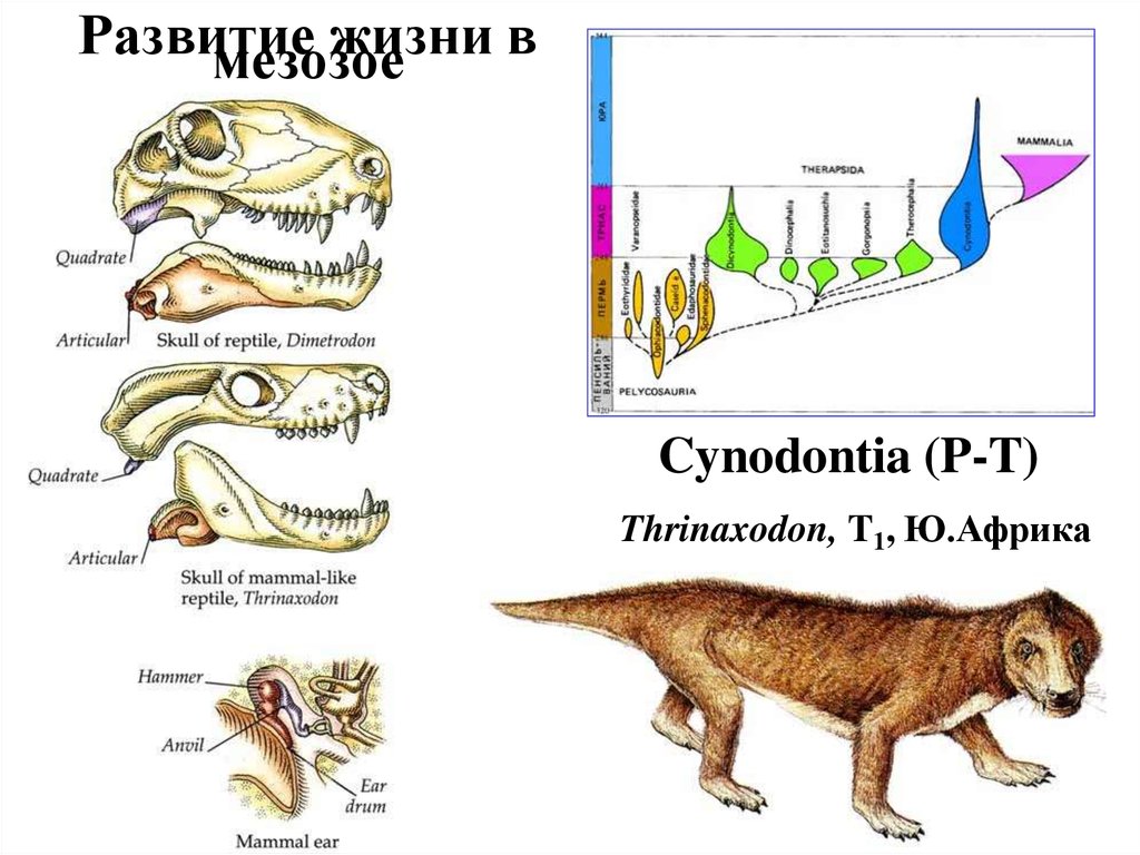 Развитие жизни в