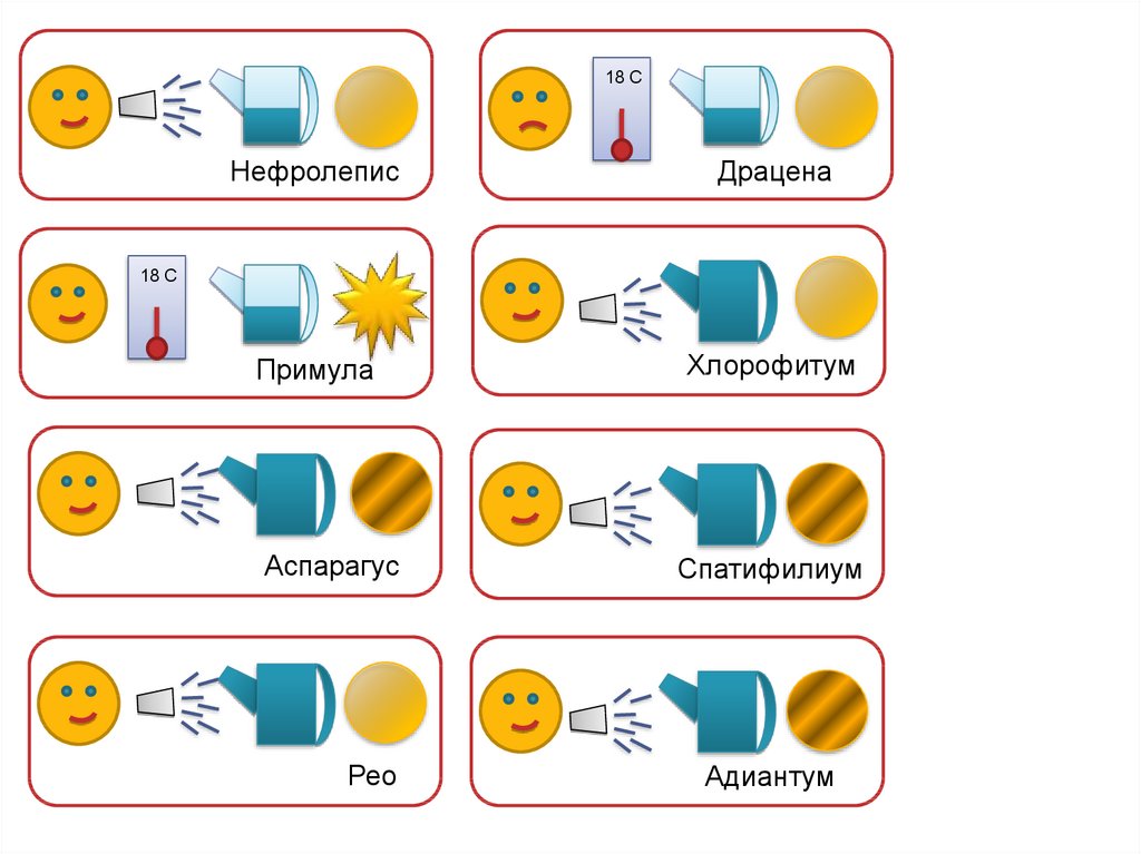 Схема полива растений