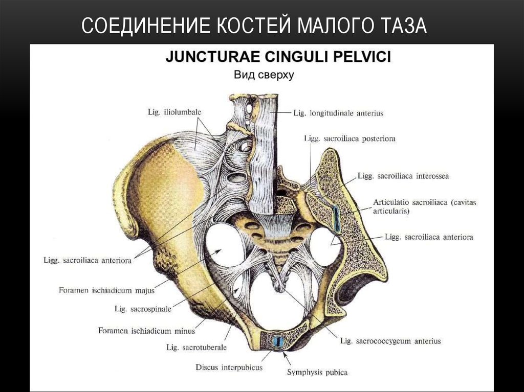 Соединение лобковых костей. Связки таза вид спереди анатомия. Соединение костей таза анатомия. Соединения костей таза медунивер. Костно связочный аппарат таза.