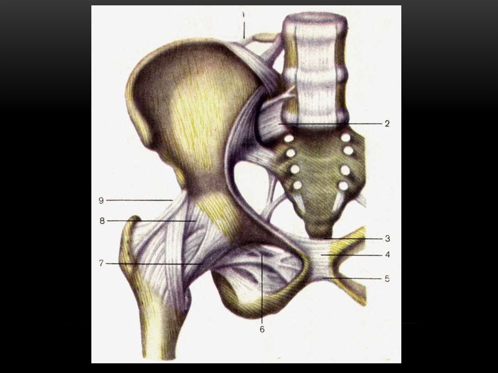 Соединение кости нижней конечности. Соединение костей пояса нижней конечности вид спереди. Крестцово-подвздошный сустав анатомия. Крестцово остистая. Подвздошно остистая связка.