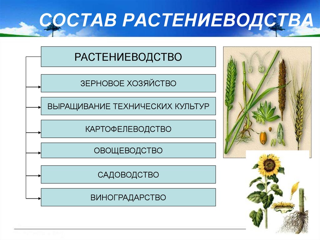 Заполните схему растениеводство животноводство