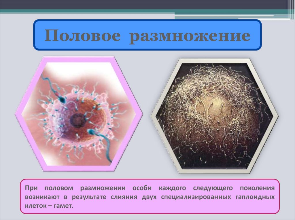 2 половая клетка. В результате слияния половых клеток. В результате слияния двух половых клеток. Наличие половых клеток половое размножение. Где образуются половые клетки.