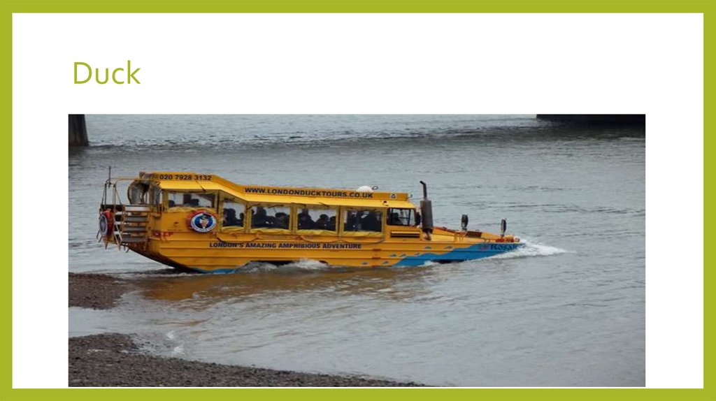 Duck