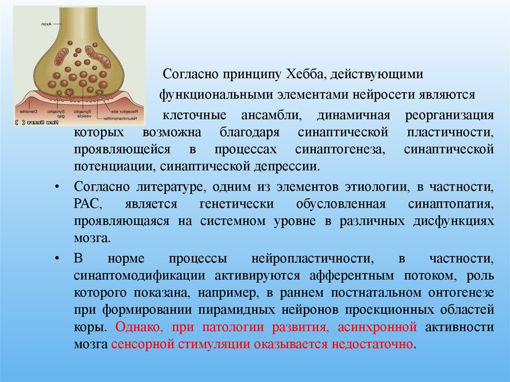 Согласно принципу. Синаптогенез. Нарушение синаптогенеза. Синаптогенез кратко. Синаптогенез чем полезен.