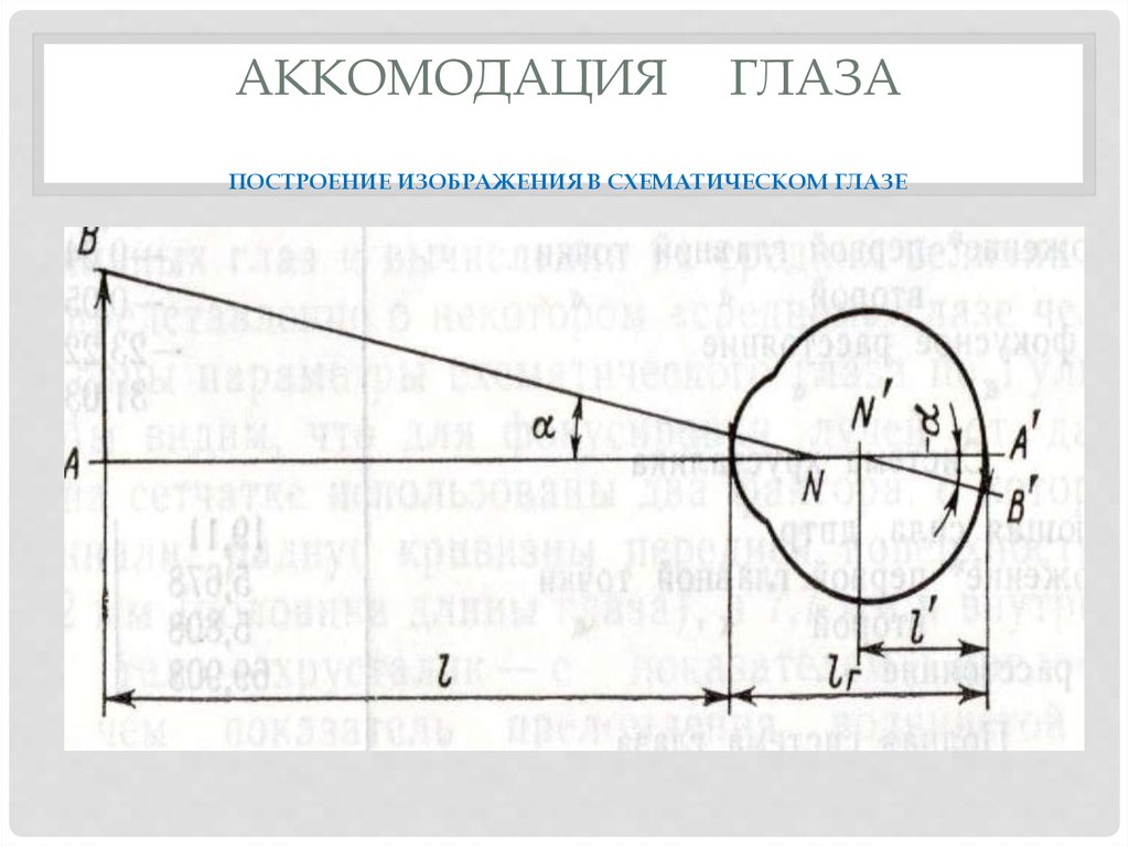 Оптическая система глаза построение изображения в глазе