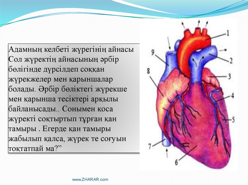 Оң жақ және сол жақ. Жүрек жылуы презентация. Журекше. Журектин Ишки курылысы.