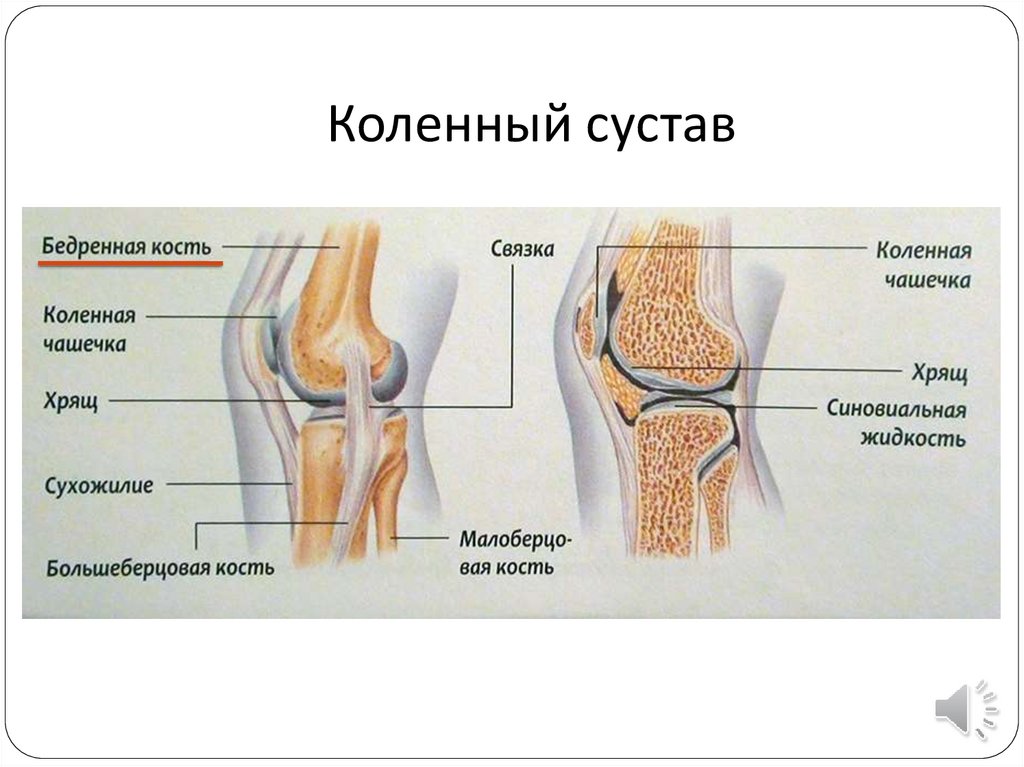 Как устроено колено. Коленный сустав анатомия строение кости. Задняя крестообразная связка коленного сустава анатомия. Коленная чашечка кость анатомия. Связки коленного сустава анатомия.