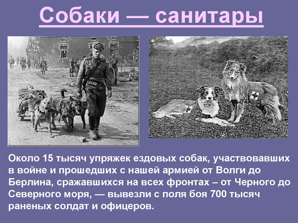 Около 15 тысяч упряжек ездовых собак, участвовавших в войне и прошедших с нашей армией от Волги до Берлина, сражавшихся на всех