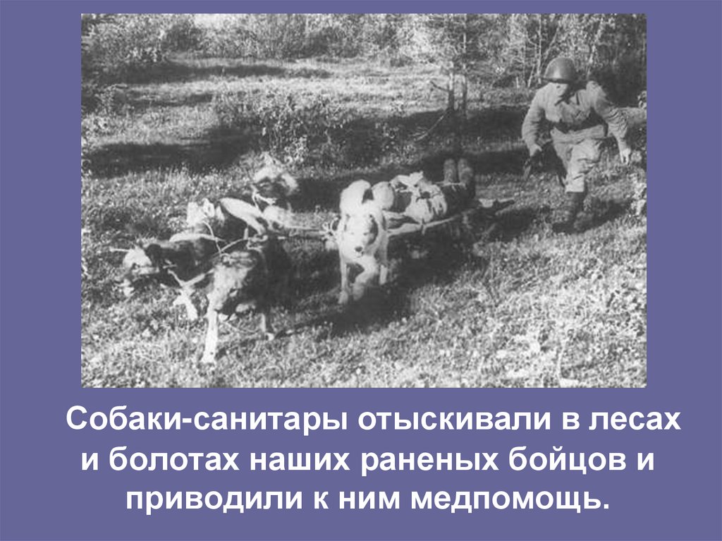 Собаки-санитары отыскивали в лесах и болотах наших раненых бойцов и приводили к ним медпомощь.