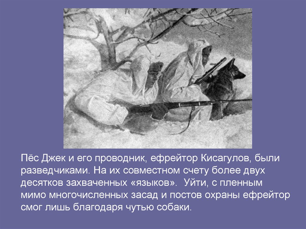 Пёс Джек и его проводник, ефрейтор Кисагулов, были разведчиками. На их совместном счету более двух десятков захваченных