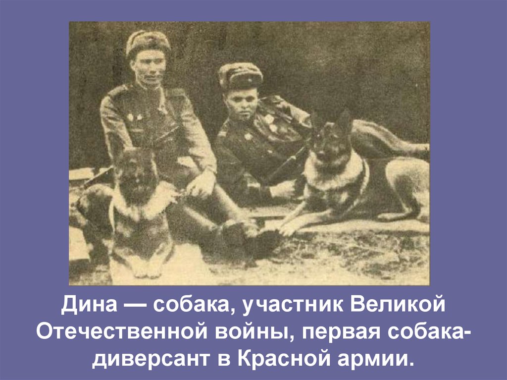 Дина — собака, участник Великой Отечественной войны, первая собака-диверсант в Красной армии.