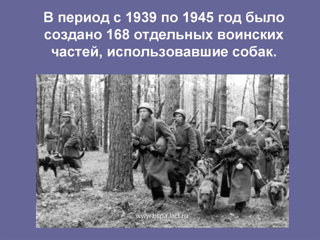 В период с 1939 по 1945 год было создано 168 отдельных воинских частей, использовавшие собак.