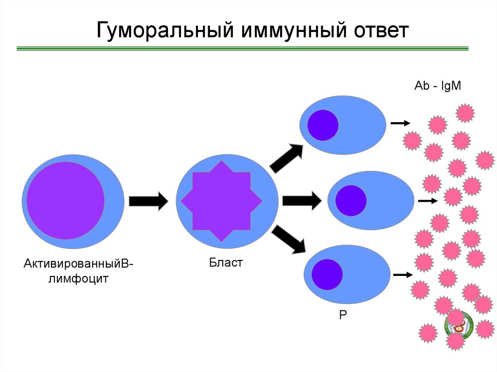 В реакциях иммунного ответа участвуют. Схема гуморального иммунного ответа. Клеточный и гуморальный иммунный ответ. Гуморальный адаптивный иммунный ответ. Схема клеточного иммунного ответа.
