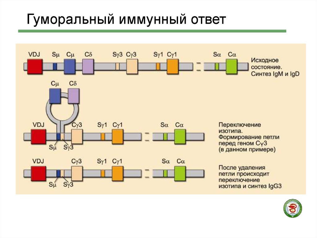 Синтез igg. Гуморальный иммунный ответ. Схема гуморального иммунного ответа. Клеточный и гуморальный иммунный ответ. Местный гуморальный иммунный ответ.