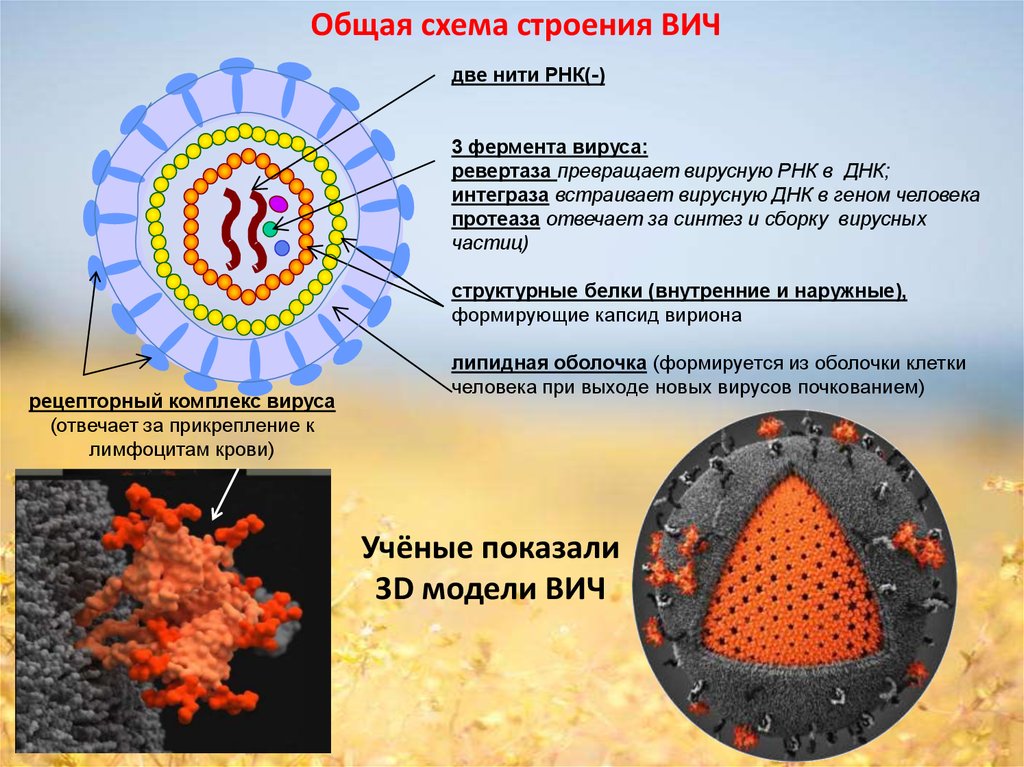 Строение вируса ВИЧ. Внутренние белки вируса. Схема строения СПИДА. Поражаемые структуры спида