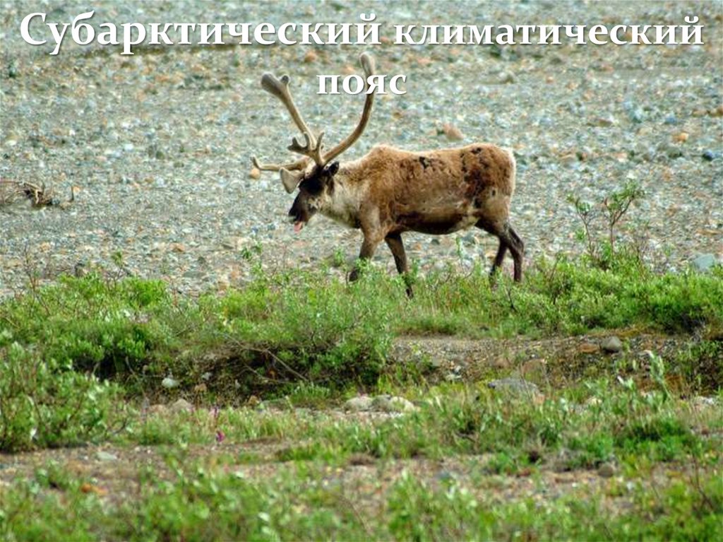 Субарктический пояс. Субарктический климатический пояс. Субарктический климатический поя. Животный мир субарктического климата. Животные субарктического пояса.