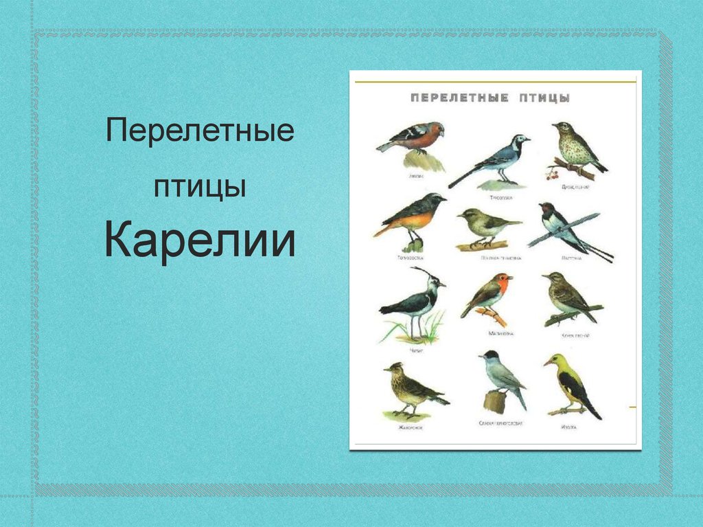 Перелетные птицы нижегородской области фото и названия