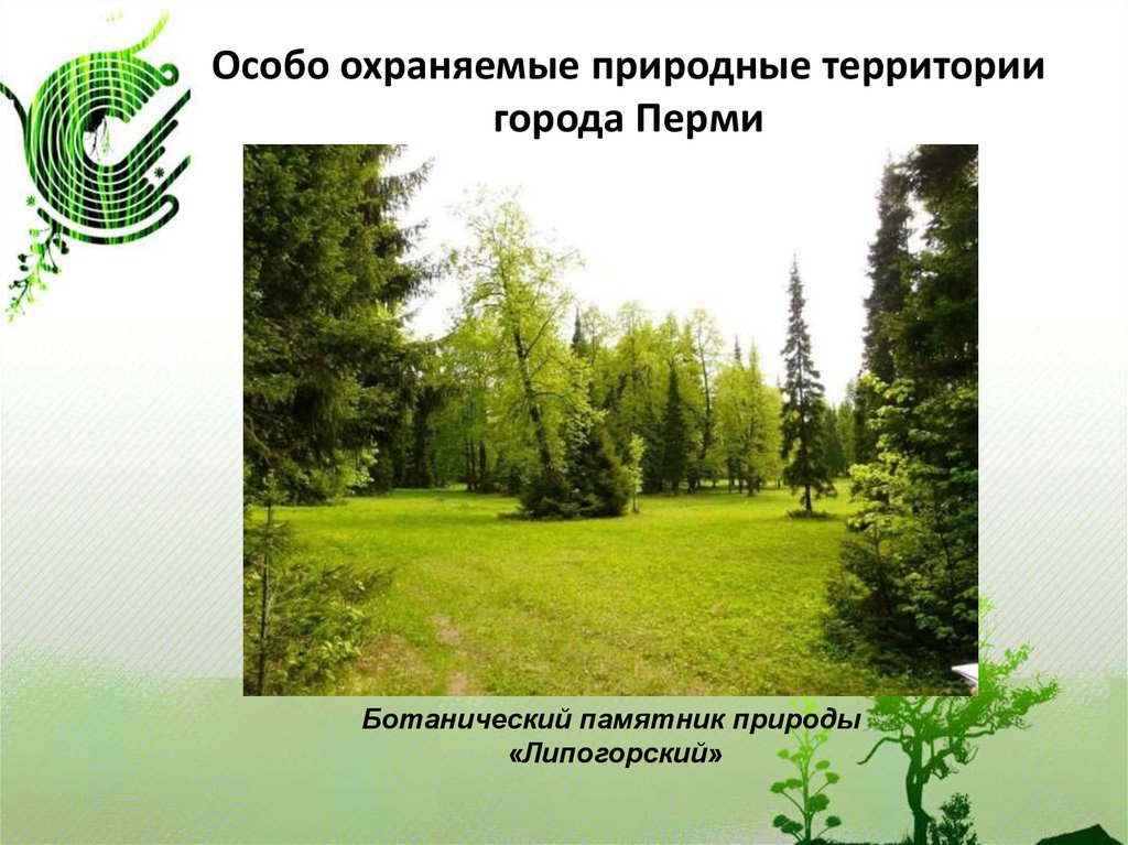 Любой вид особо охраняемых природных территорий. ООПТ Липогорский Пермь. Ботанический памятник природы «Липогорский». Особо охраняемых природных территорий. Особо охраняемая природная территория.