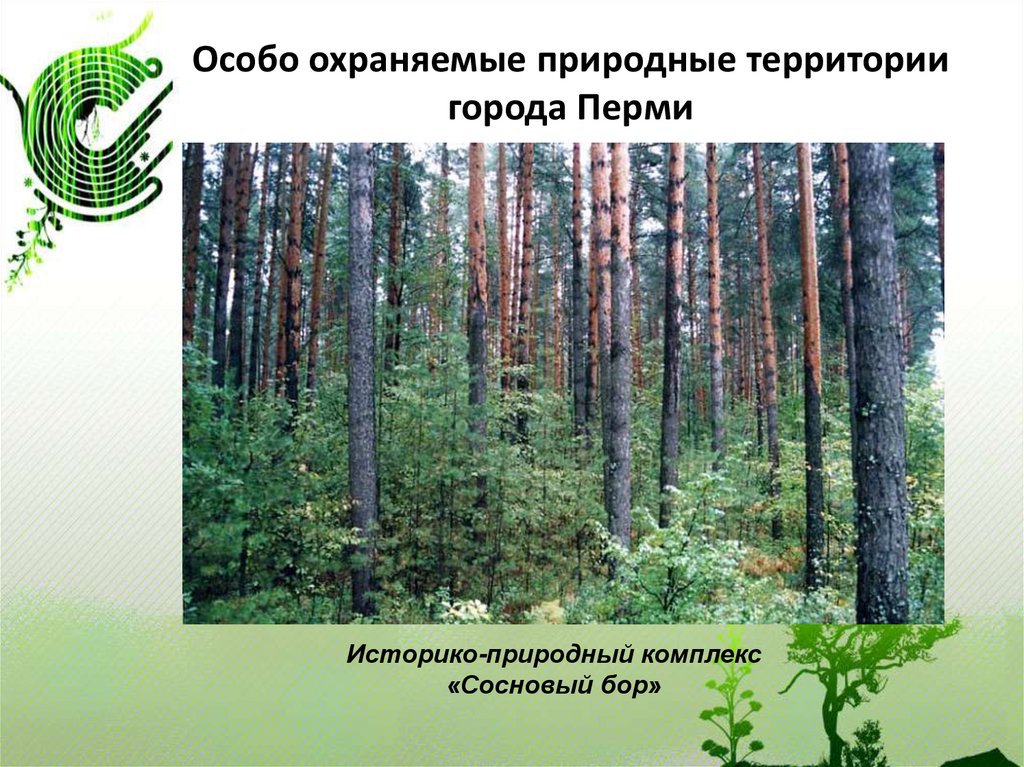 Как называется охраняемая природная территория. ООПТ Сосновый Бор Пермь. Охраняемые территории. Особо охраняемые природные территории. Особоохроняемые природные территории.