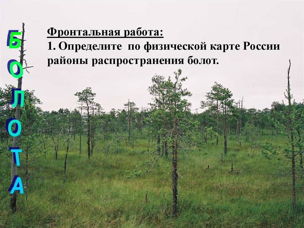 Распространение болот. Болота районы распространения. Карта распространения болот. Болото как отличить.