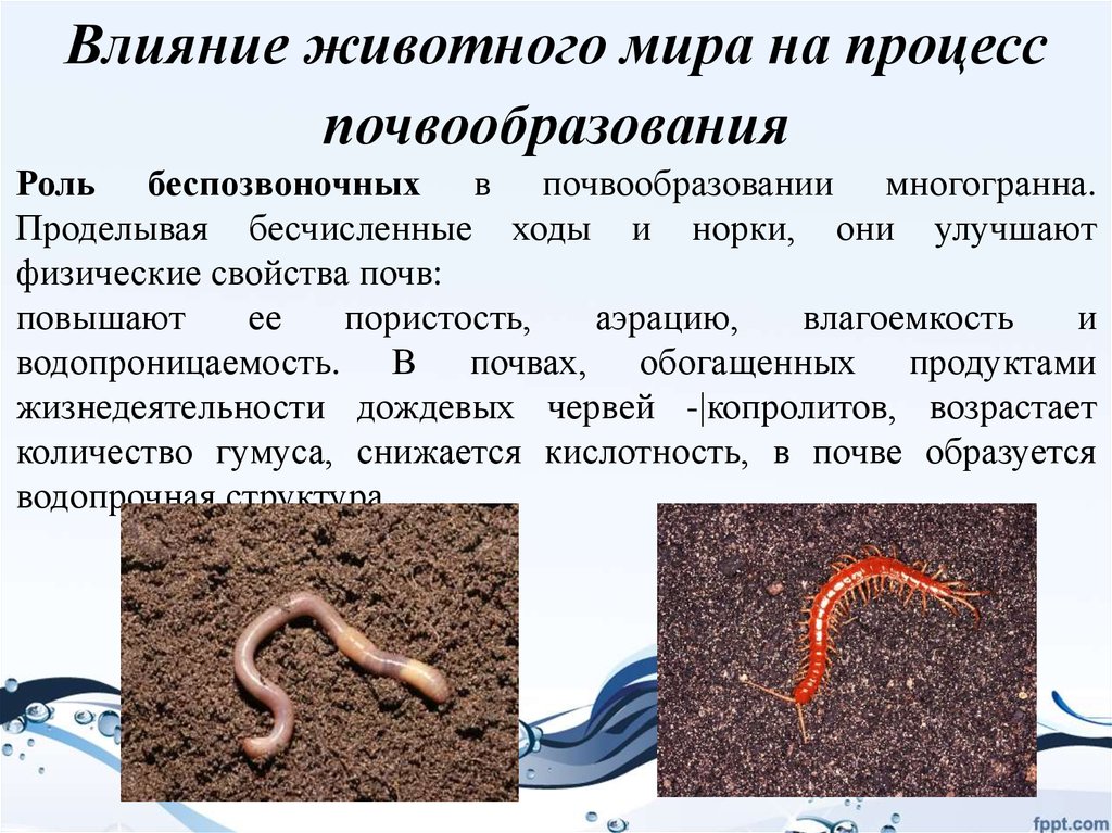 Приспособления червя к почвенной среде. Роль организмов в появооьраз. Влияние дождевых червей на формирование почвы.. Почвенные беспозвоночные. Роль животных в почвообразовательных процессах.