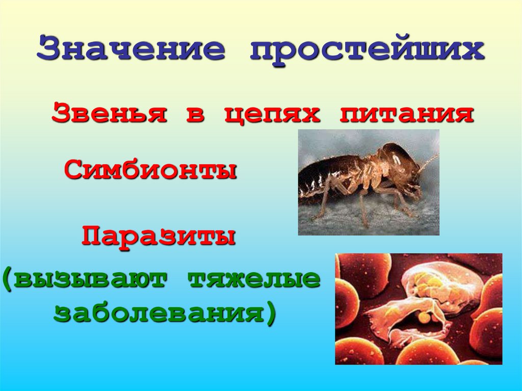 Значение простейших в природе и жизни человека. Питание паразитов биология.