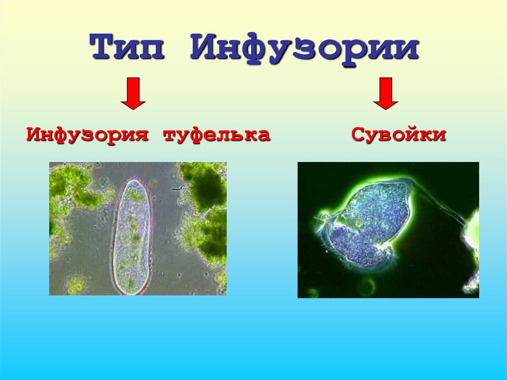 Значение инфузории в природе. Тип инфузории. Тип инфузории представители. Тип инфузории инфузория сувойка. Многообразие простейших инфузория туфельки.