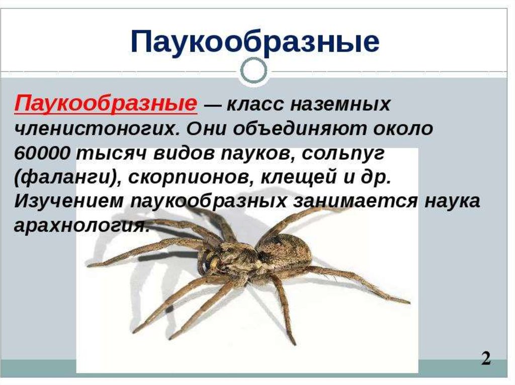 Про паукообразное. Паукообразные презентация. Многообразие паукообразных. Класс паукообразные. Класс паукообразные 7 класс биология.